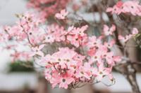 Amerikaanse Kornoelje - thumbnail