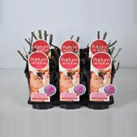 Grootbloemige roos Parfum de Nature (rosa "Blackberry Nip"® Parfum de Nature) - C3 - 1 stuks - thumbnail