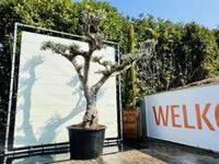 Olijfboom Pon Pon - Olea Europaea - thumbnail