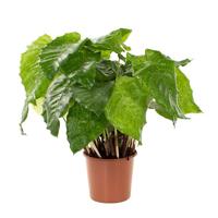 Calathea Network (Mozaiek) - P 17 cm - thumbnail