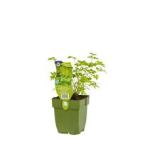 Platte peterselie kruid Petroselinum neapolitanum Griffioen - Griffioen - thumbnail