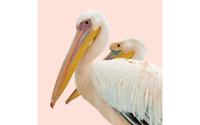 Goossens Schilderij Pink Pelican, 74 x 74 cm - thumbnail