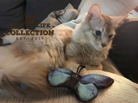 Wild Life Cat Blue Butterfly (Blauwe Vlinder) - thumbnail