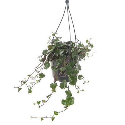 Senecio Mikanioides - P 15 cm Senecio Mikanioides - P 15 cm