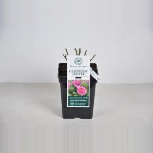 Engelse roos (rosa "Gertrude Jekyll"®) - C5 - 1 stuks