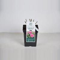 Engelse roos (rosa "Gertrude Jekyll"®) - C5 - 1 stuks - thumbnail