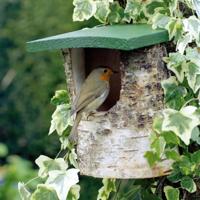Berken nestkast half open - thumbnail