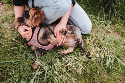 Hondentuigje Hunter Comfort Roze 30-35 cm