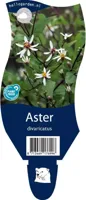 Aster divaricatus vaste plant Griffioen - Griffioen - thumbnail