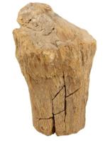 Fossiel Hout Java Ruw (Model 5) - thumbnail