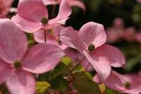 Japanse Kornoelje - thumbnail