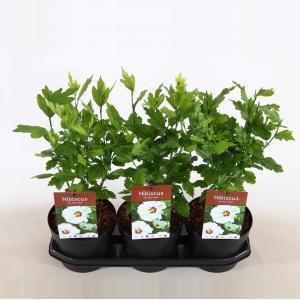 Hibiscus syriacus Red Heart - 40 cm - 3 stuks