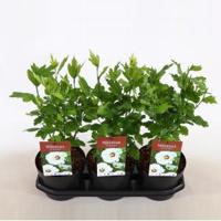 Hibiscus syriacus Red Heart - 40 cm - 3 stuks - thumbnail