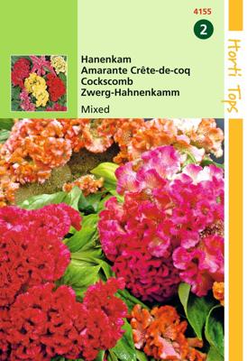 Zaden Celosia Hanenkam gemengd Hortitops - Hortitops