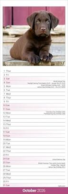 Labrador Retriever Bruin Kalender 2026 Slimline