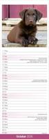 Labrador Retriever Bruin Kalender 2026 Slimline - thumbnail