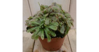 3 stuks! Vleesetende plant Drosera Aliciae Zonnedauw Warentuin Natuurlijk - Warentuin natuurlijk