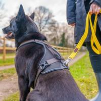 Hondentuigje Company of Animals L - thumbnail