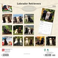 Labrador Retriever Mixed Kalender 2026 - thumbnail