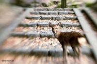 LensBaby Composer Pro II Nikon met Sweet 50 - thumbnail