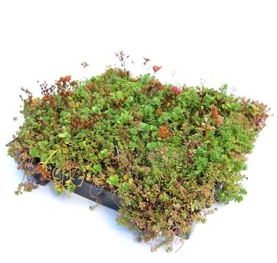 Dakgroen Sedumtray voor daken Type TE Kant & Klaar Click 'n Go 15 graden, prijs per 1 tray, Sempergreen - Sempergreen Dakgroen Sedumtray voor daken Type TE Kant & Klaar Click 'n Go 15 graden, prijs per 1 tray, Sempergreen - Sempergreen