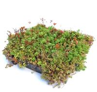 Dakgroen Sedumtray voor daken Type TE Kant & Klaar Click 'n Go 15 graden, prijs per 1 tray, Sempergreen - Sempergreen - thumbnail