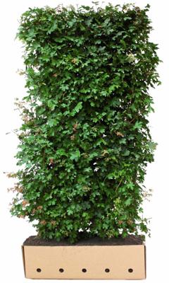 Kant & klaar haag Acer Campestre 200 x 100 cm breed Veldesdoorn Quickhedge - Quickhedge Kant & klaar haag Acer Campestre 200 x 100 cm breed Veldesdoorn Quickhedge - Quickhedge