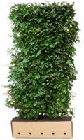 Kant & klaar haag Acer Campestre 200 x 100 cm breed Veldesdoorn Quickhedge - Quickhedge - thumbnail