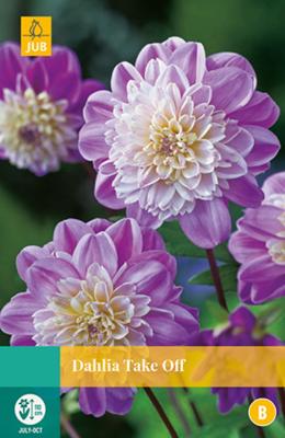 Dahlia Take off