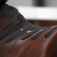 VetkinTape® Kinesiologie Tape voor dieren - Zwart (6cm x 5m) | 1 rol Kinesiotape voor paarden en honden | TÜV-gecertificeerd | Kinesiotapes met +25% meer kleefkracht | Voor professionals - thumbnail