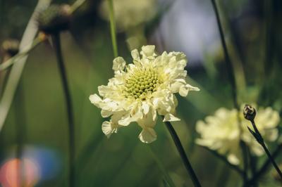 Reuzenscabiosa