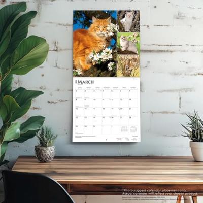 Cat Lovers Kalender 2026