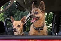 Spotted! Pro Dog And Cat Small - thumbnail