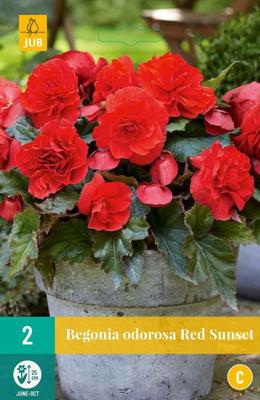 Begonias Cascade Odorosa Red Sunset rood 2 bloembollen Begonia JUB - Jub