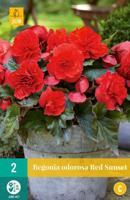 Begonias Cascade Odorosa Red Sunset rood 2 bloembollen Begonia JUB - Jub - thumbnail