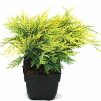 Schijncipres (Chamaecyparis lawsoniana "Sunkist") conifeer - thumbnail