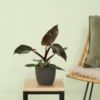 Philodendron Pink Princess - P12 - thumbnail