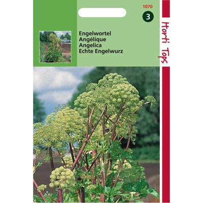 Zaden Engelwortel (Angelica Arch.) Hortitops - Hortitops