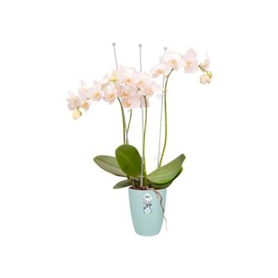 Elho Brussels orchidee high 12,5 transparent
