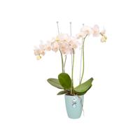 Elho Brussels orchidee high 12,5 transparent - thumbnail