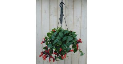 Hangplant Aeschynanthus Lipstick Warentuin Natuurlijk - Warentuin natuurlijk