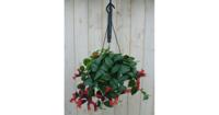Hangplant Aeschynanthus Lipstick Warentuin Natuurlijk - Warentuin natuurlijk - thumbnail