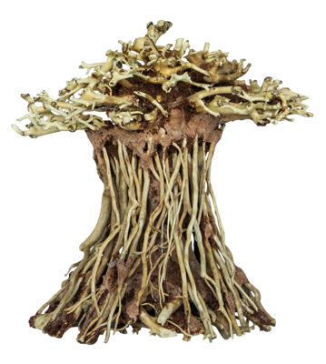 Bonsai Mushroom - S Bonsai Mushroom - S