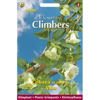 Zaden Flowering Climbers Cobaea Alba Wit Buzzy - Buzzy - thumbnail