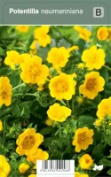 Vips Potentilla neumanniana - voorjaarsganzerik - thumbnail
