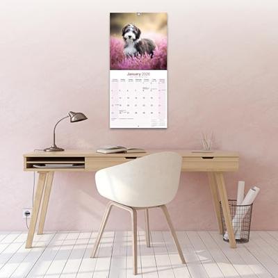Bearded Collie Kalender 2026 Bearded Collie Kalender 2026
