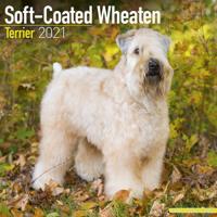 Softcoated Wheaten Terrier Kalender 2021 - thumbnail