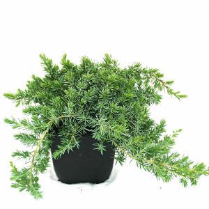 Kruipende jeneverbes (Juniperus conferta "Blue Pacific") conifeer Kruipende jeneverbes (Juniperus conferta "Blue Pacific") conifeer