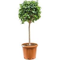 Ficus danielle L kamerplant - thumbnail