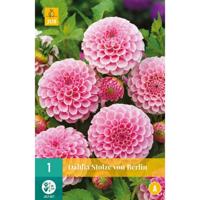 Dahlia Stolze von Berlin - thumbnail